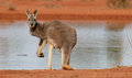 W Australii rekordowo szybko giną gatunki ssaków