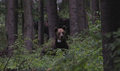 Jeden z tatrzańskich niedźwiedzi zawędrował aż na Węgry